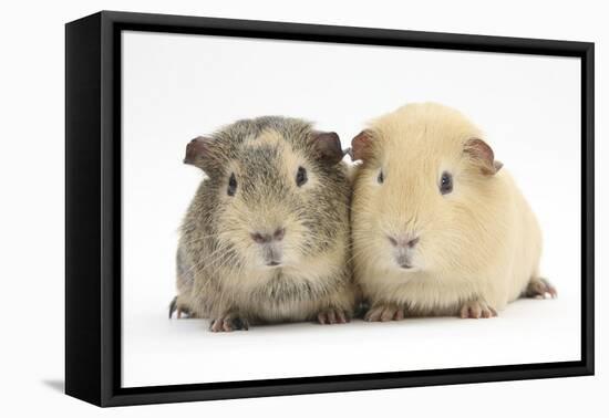 Two Guinea-Pigs-Mark Taylor-Framed Stretched Canvas