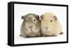 Two Guinea-Pigs-Mark Taylor-Framed Stretched Canvas