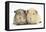 Two Guinea-Pigs-Mark Taylor-Framed Stretched Canvas