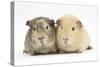 Two Guinea-Pigs-Mark Taylor-Stretched Canvas