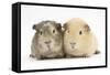 Two Guinea-Pigs-Mark Taylor-Framed Stretched Canvas