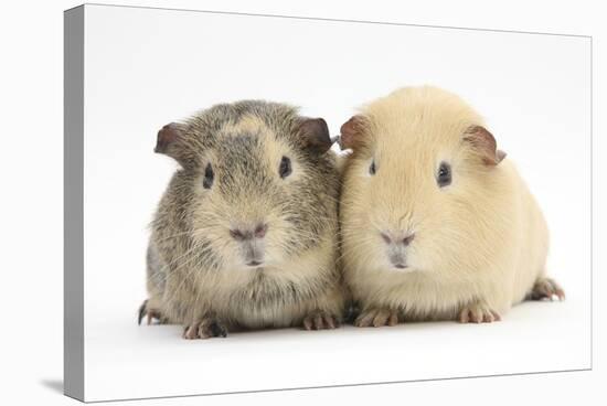 Two Guinea-Pigs-Mark Taylor-Stretched Canvas