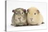 Two Guinea-Pigs-Mark Taylor-Stretched Canvas