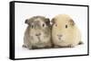 Two Guinea-Pigs-Mark Taylor-Framed Stretched Canvas