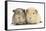 Two Guinea-Pigs-Mark Taylor-Framed Stretched Canvas