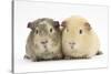 Two Guinea-Pigs-Mark Taylor-Stretched Canvas