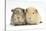Two Guinea-Pigs-Mark Taylor-Stretched Canvas