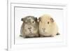 Two Guinea-Pigs-Mark Taylor-Framed Photographic Print