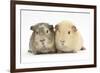 Two Guinea-Pigs-Mark Taylor-Framed Photographic Print