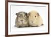 Two Guinea-Pigs-Mark Taylor-Framed Photographic Print