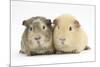 Two Guinea-Pigs-Mark Taylor-Mounted Photographic Print