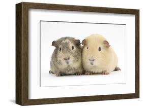 Two Guinea-Pigs-Mark Taylor-Framed Photographic Print