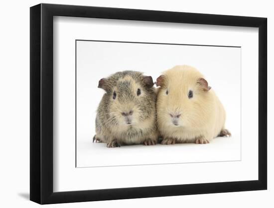 Two Guinea-Pigs-Mark Taylor-Framed Photographic Print