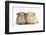 Two Guinea-Pigs-Mark Taylor-Framed Photographic Print