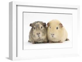 Two Guinea-Pigs-Mark Taylor-Framed Photographic Print