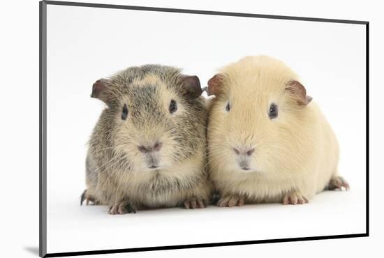 Two Guinea-Pigs-Mark Taylor-Mounted Photographic Print