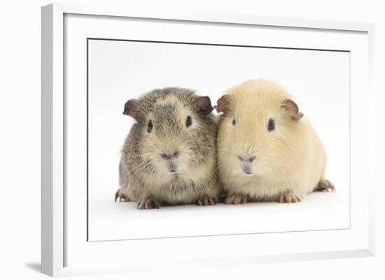 Two Guinea-Pigs-Mark Taylor-Framed Photographic Print