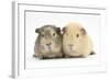 Two Guinea-Pigs-Mark Taylor-Framed Photographic Print