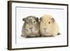 Two Guinea-Pigs-Mark Taylor-Framed Photographic Print