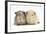 Two Guinea-Pigs-Mark Taylor-Framed Photographic Print