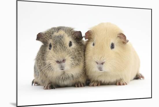 Two Guinea-Pigs-Mark Taylor-Mounted Photographic Print
