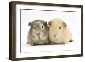 Two Guinea-Pigs-Mark Taylor-Framed Photographic Print