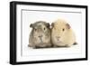 Two Guinea-Pigs-Mark Taylor-Framed Photographic Print