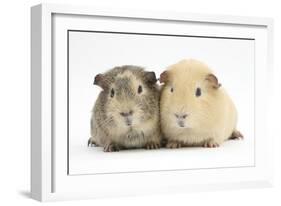 Two Guinea-Pigs-Mark Taylor-Framed Photographic Print