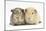 Two Guinea-Pigs-Mark Taylor-Mounted Photographic Print