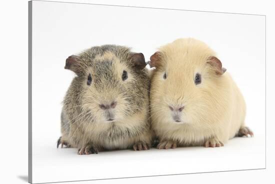 Two Guinea-Pigs-Mark Taylor-Stretched Canvas