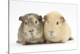 Two Guinea-Pigs-Mark Taylor-Stretched Canvas