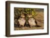 Two Guira Cuckoos (Guira Guira) Sunbathe in the Pantanal, Brazil-Neil Losin-Framed Photographic Print