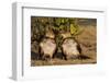 Two Guira Cuckoos (Guira Guira) Sunbathe in the Pantanal, Brazil-Neil Losin-Framed Photographic Print