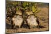 Two Guira Cuckoos (Guira Guira) Sunbathe in the Pantanal, Brazil-Neil Losin-Mounted Photographic Print