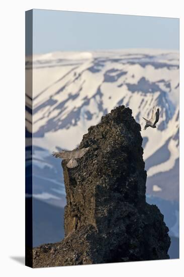 Two Gyrfalcons (Falco Rusticolus) in Flight, One Landing Other Taking Off, Myvatn, Iceland-Bergmann-Stretched Canvas