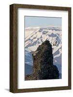 Two Gyrfalcons (Falco Rusticolus) in Flight, One Landing Other Taking Off, Myvatn, Iceland-Bergmann-Framed Photographic Print
