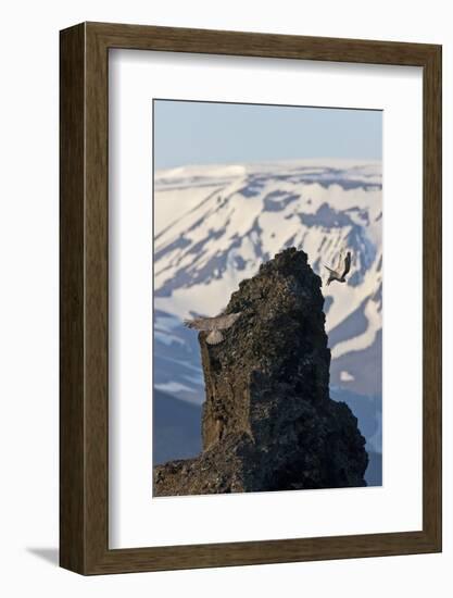 Two Gyrfalcons (Falco Rusticolus) in Flight, One Landing Other Taking Off, Myvatn, Iceland-Bergmann-Framed Photographic Print