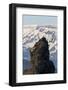 Two Gyrfalcons (Falco Rusticolus) in Flight, One Landing Other Taking Off, Myvatn, Iceland-Bergmann-Framed Photographic Print