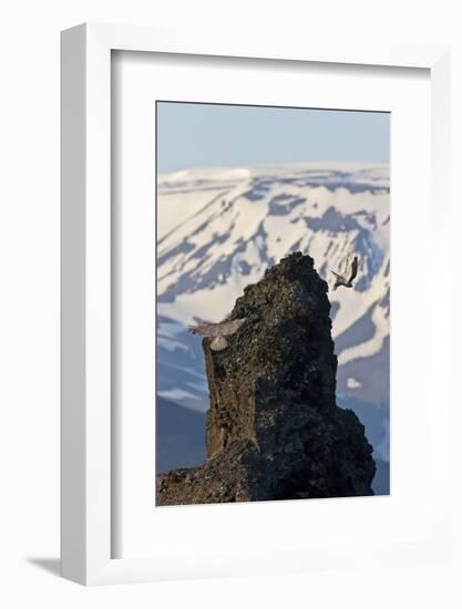 Two Gyrfalcons (Falco Rusticolus) in Flight, One Landing Other Taking Off, Myvatn, Iceland-Bergmann-Framed Photographic Print