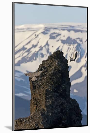 Two Gyrfalcons (Falco Rusticolus) in Flight, One Landing Other Taking Off, Myvatn, Iceland-Bergmann-Mounted Photographic Print