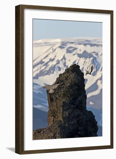 Two Gyrfalcons (Falco Rusticolus) in Flight, One Landing Other Taking Off, Myvatn, Iceland-Bergmann-Framed Photographic Print