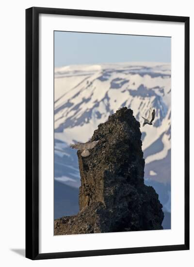 Two Gyrfalcons (Falco Rusticolus) in Flight, One Landing Other Taking Off, Myvatn, Iceland-Bergmann-Framed Photographic Print