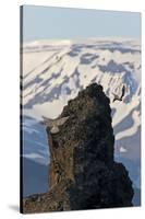 Two Gyrfalcons (Falco Rusticolus) in Flight, One Landing Other Taking Off, Myvatn, Iceland-Bergmann-Stretched Canvas