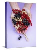 Two Hands Holding Black, Red and White Currants-Marc O^ Finley-Stretched Canvas