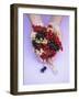 Two Hands Holding Black, Red and White Currants-Marc O^ Finley-Framed Photographic Print