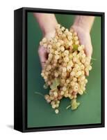 Two Hands Holding White Currants-Marc O^ Finley-Framed Stretched Canvas