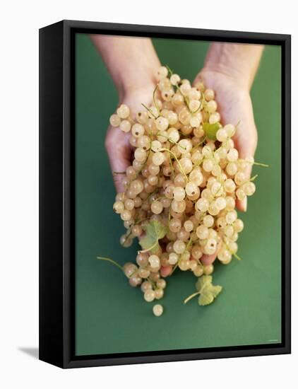 Two Hands Holding White Currants-Marc O^ Finley-Framed Stretched Canvas