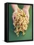 Two Hands Holding White Currants-Marc O^ Finley-Framed Stretched Canvas