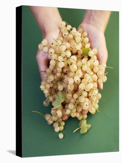 Two Hands Holding White Currants-Marc O^ Finley-Stretched Canvas