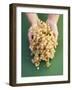 Two Hands Holding White Currants-Marc O^ Finley-Framed Photographic Print